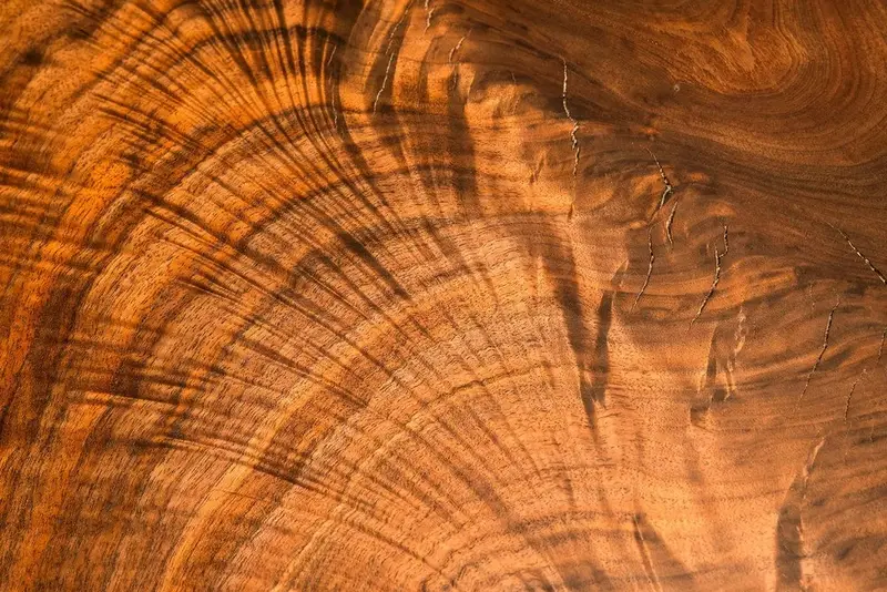 Close-up of California Claro walnut — feathered figure fanning out in fine dark rays across warm amber heartwood