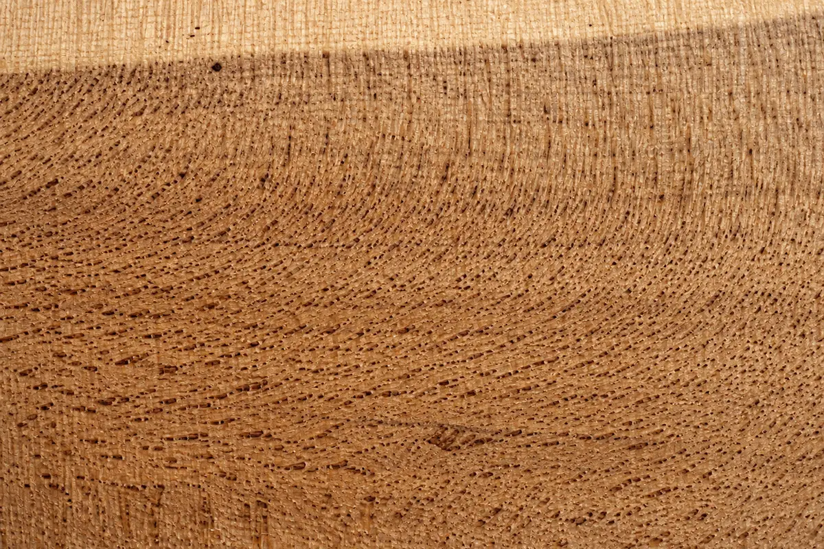 Close-up of quarter-sawn Valley Oak — arcing rows of open pores and fine ray fleck, with a band of pale sapwood along one edge